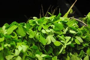 fenugreek for mens health tesosterone booster best